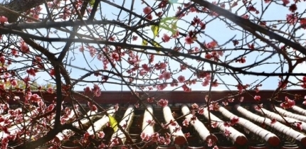 圍觀，梅峰寺的梅花開得正艷，錯過再等一年